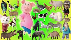 there are many farm animals and pigs in this picture together, all with their own faces