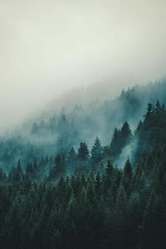 the sky is very foggy and there are many trees in the foreground,