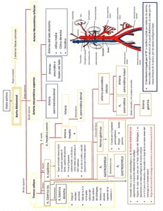 an image of a diagram showing the structure of a plant