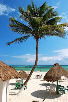 palm tree on the beach with chairs and tables under thatched umbrellas in front of the ocean