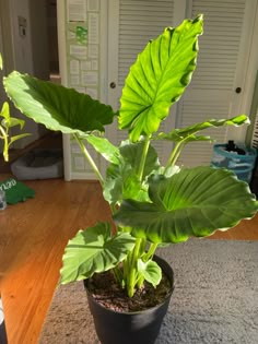 a large green plant sitting in a black pot on top of a wooden floor next to a door