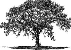 a black and white drawing of a tree