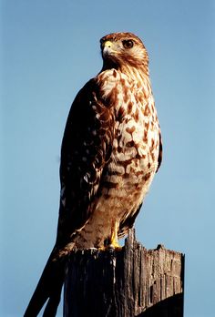 a brown and white bird sitting on top of a wooden post with blue sky in the background