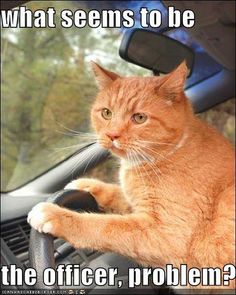 an orange cat sitting on the dashboard of a car