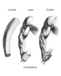 the muscles are shown in three different stages