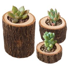 three small succulents are placed in wooden logs