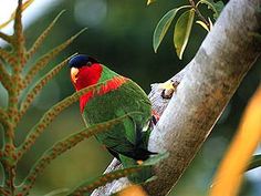 a colorful bird perched on top of a tree branch