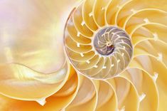 an image of a yellow and white shell with spirals on it's side