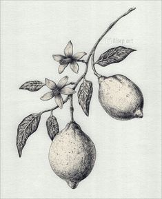 a drawing of two lemons hanging from a branch with leaves and flowers on it