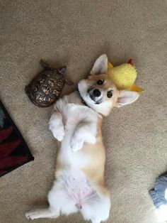 a small dog laying on the floor next to a turtle and stuffed animal toy in it's mouth