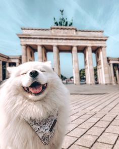 a white dog wearing a bandana in front of a building with a statue on it's side