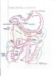 a diagram of the heart and its major vessels, labeled in red on lined paper