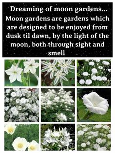 white flowers with the words dreaming of moon gardens are garden which are designed to be enjoyed from dusk dawn, by the light of the moon, both through sight and smell