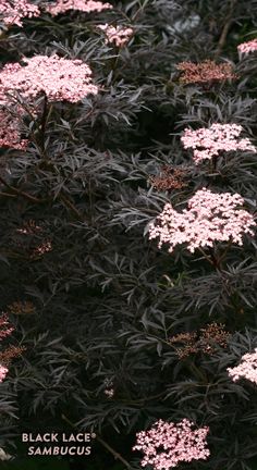 pink flowers are blooming on the branches of a tree in front of a black background