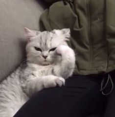 a white cat laying on top of a person's lap with its paw in the air