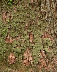 the bark of an old tree with moss growing on it's sides and green leaves