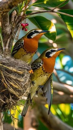 three birds sitting on top of a nest in a tree