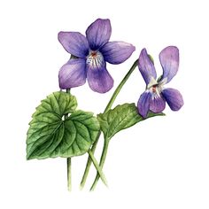 watercolor painting of purple flowers with green leaves