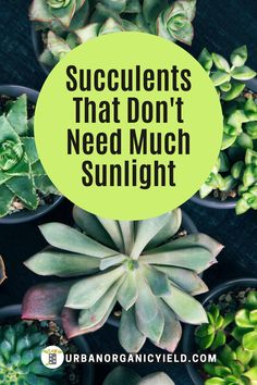 succulents that don't need much sunlight