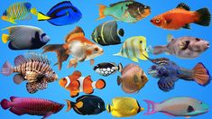 many different types of fish on a blue background