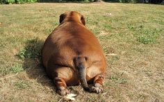 a large brown dog laying on top of a grass covered field