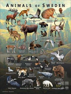 an illustrated poster with different types of animals