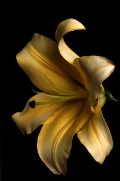 a yellow flower on a black background with the petals still attached to it's stems