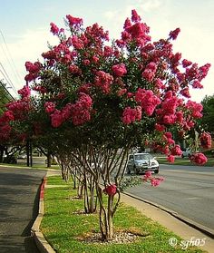 a bush with pink flowers on the side of the road in front of an intersection