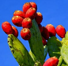 a cactus with red fruit growing on it