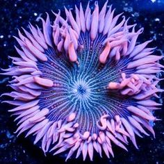 an overhead view of purple flowers in the dark