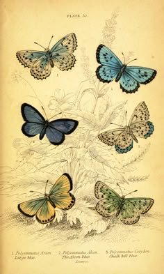 four different butterflies are shown in this antique print, one is blue and the other is yellow