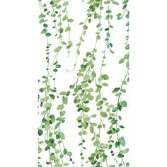 Hanging Watercolor Vines Peel & Stick Wallpaper in White by York Wallcoverings Watercolor Vines, Widgets And Wallpaper, Eucalyptus Green, Ivy Vine, Graceful Movement, Earthy Green, Drops Patterns, Green Sage, York Wallcoverings