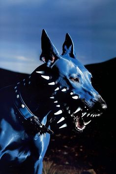 a black dog with white spots on it's face and mouth is wearing a leather collar