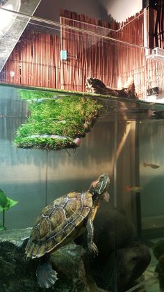 a turtle in an aquarium with grass growing on its back