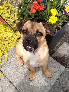 a small brown dog sitting next to a flower pot with flowers in it's mouth