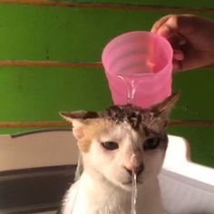 a cat is getting its hair washed with a pink cup in it's head