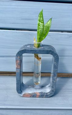 a glass vase with a plant in it