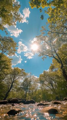 the sun shines brightly through the trees and water in this photo, as seen from below