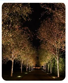 an image of trees that are lit up at night