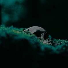 there is a skull in the middle of mossy ground with green light coming from behind it