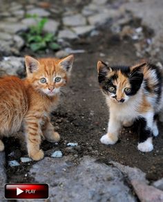 two small kittens are standing next to each other on the ground, one is looking at the camera