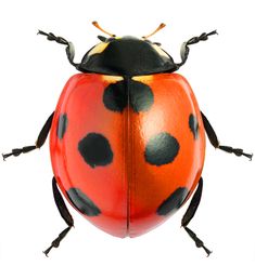 an orange and black bug with spots on it's body