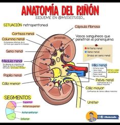 diagram of the anatomy of an anatomia del rinon in spanish and english