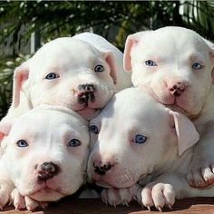 four white puppies with blue eyes are sitting on a wooden table and posing for the camera