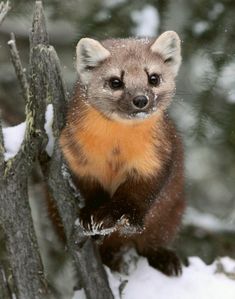 a small animal standing on top of a tree branch in the snow with it's mouth open