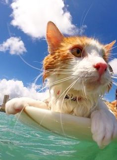 an orange and white cat riding on top of a surfboard in the middle of the ocean