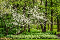 a tree with white flowers in the middle of a green park filled with grass and trees