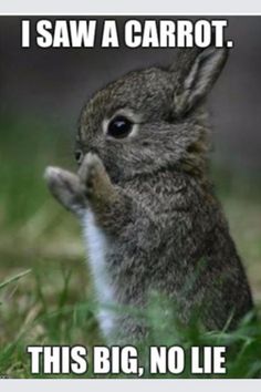 a rabbit that is in the grass with its paw up to it's mouth