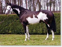 a black and white horse standing in front of a hedge