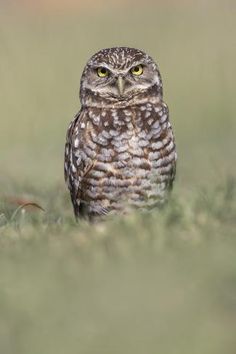 an owl is sitting in the grass looking at something